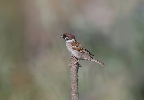 Moineau Arboricole Eurasien Passer Montanus Est Assis Sur Une Branche — Photo