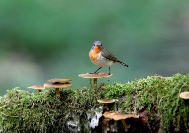 Erkek kırmızı göğüslü sinekkapan (Ficedula parva) mantar yosun kaplı bir günlük üzerinde pozlar. Tam renkli sıradışı yakın çekim ve yumuşak ışık fotoğrafları.