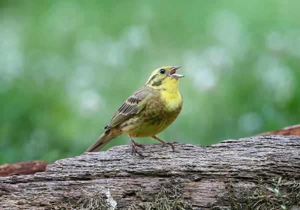 Yellowhammer Emberiza Citrinella Primer Plano Disparó Diferentes Ramas Troncos Cerca — Foto de Stock