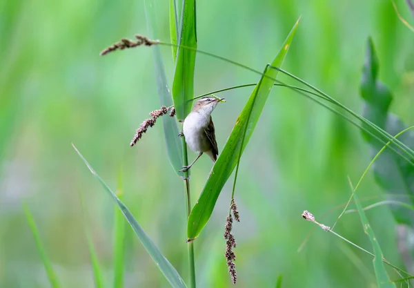 Une Infatigable Paruline Carex Acrocephalus Schoenobaenus Garde Nourriture Pour Ses — Photo