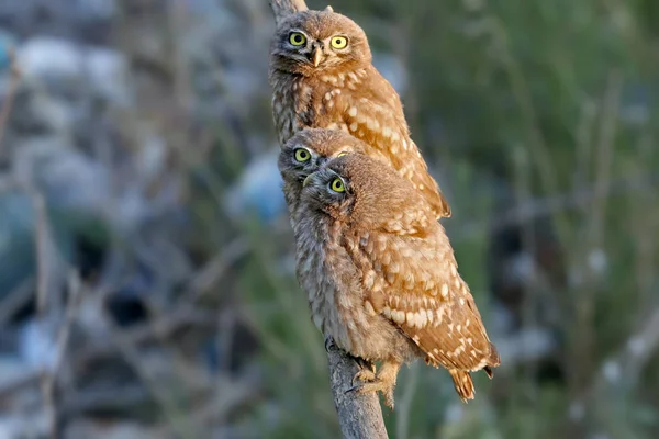 Little Owl Chicks Photographed Different Funny Situations Leaving Nest Study — Stock Photo, Image