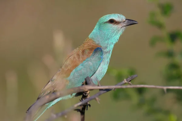 欧洲滚筒 Coracias Garrulus 的特写和生动照片正坐在一个美丽模糊的背景上的树枝上 明亮的颜色和详细的图片 — 图库照片