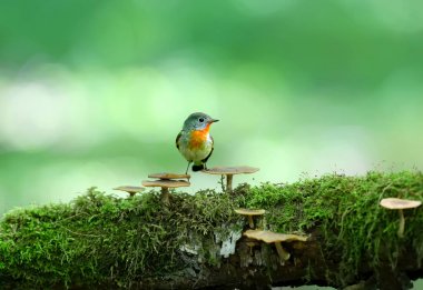 Erkek kırmızı göğüslü sinekkapan (Ficedula parva) mantar yosun kaplı bir günlük üzerinde pozlar. Tam renkli sıradışı yakın çekim ve yumuşak ışık fotoğrafları.
