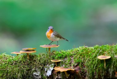 Erkek kırmızı göğüslü sinekkapan (Ficedula parva) mantar yosun kaplı bir günlük üzerinde pozlar. Tam renkli sıradışı yakın çekim ve yumuşak ışık fotoğrafları.