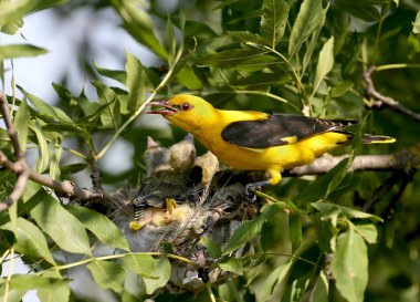 Yetişkin orioles tarafından oriole civciv nadir ve sıradışı beslenme çekimleri