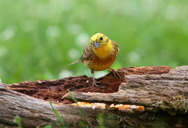 Yellowhammer Emberiza Citrinella Primer Plano Disparó Diferentes Ramas Troncos Cerca — Foto de Stock