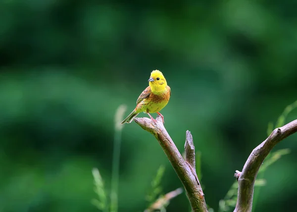 Yellowhammer Emberiza Citrinella Крупным Планом Выстрелил Разные Ветви Бревна Близкого — стоковое фото