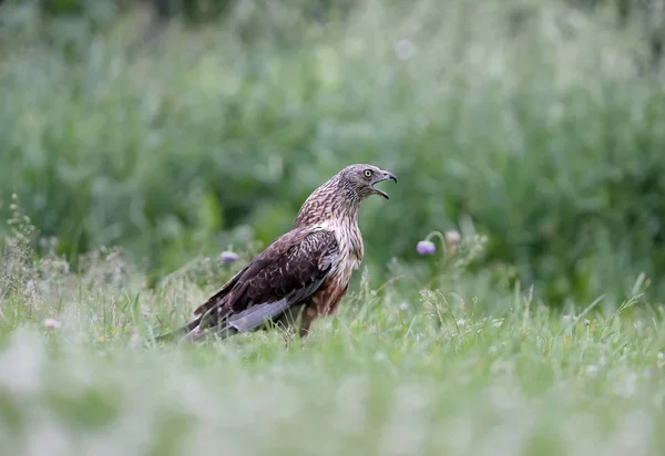 Mâle Busard Des Marais Ouest Circus Aeruginosus Est Assis Sur — Photo