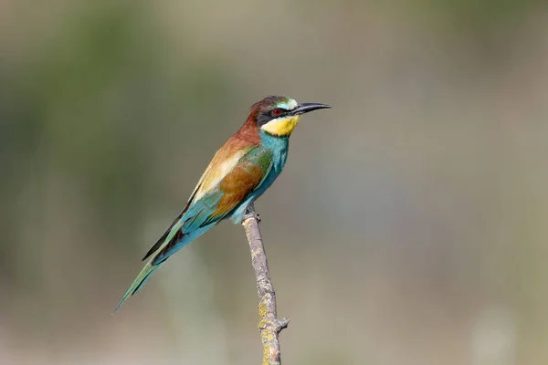 Europejscy Bee Eaters Strzał Tle Niewyraźne Kolor — Zdjęcie stockowe