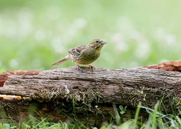 Yellowhammer Emberiza Citrinella Primo Piano Colpo Diversi Rami Tronchi Distanza — Foto Stock