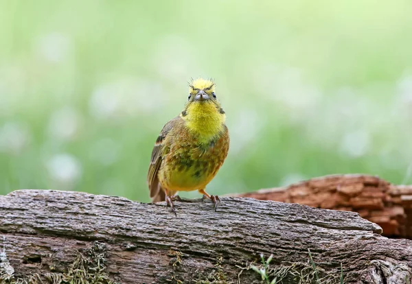 Yellowhammer Emberiza Citrinella Primer Plano Disparó Diferentes Ramas Troncos Cerca — Foto de Stock