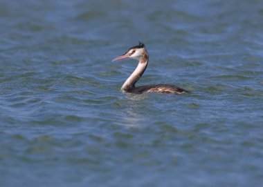 Genç büyük tepeli grebe (Podiceps cristatus) gagasında balık ile güzel mavi suda yüzer