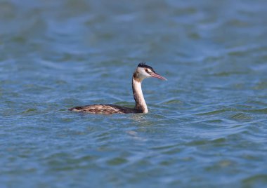Genç büyük tepeli grebe (Podiceps cristatus) gagasında balık ile güzel mavi suda yüzer