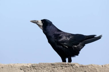 The rook (Corvus frugilegus) in a breeding plumage is sitting on a concrete wall in an unusual pose. Close up portrait clipart