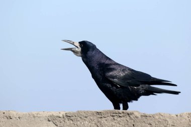 The rook (Corvus frugilegus) in a breeding plumage is sitting on a concrete wall in an unusual pose. Close up portrait clipart