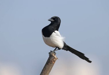 Gökyüzüne ve bej bastona karşı bir dal üzerinde oturan bir Avrasya saksağan alışılmadık yakın çekim portre