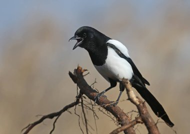Gökyüzüne ve bej bastona karşı bir dal üzerinde oturan bir Avrasya saksağan alışılmadık yakın çekim portre