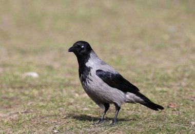 Kapüşonlu karga (Corvus cornix) olağandışı yakın portre yere oturur