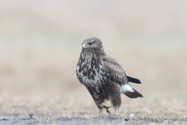 Sağanak yağmurda yerde yürüyen ortak bir şahinin yakın çekim portresi