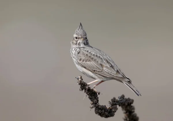 Very Close Portrait Crested Lark Sitting Dry Branch Beige Blurred — Stock Photo, Image