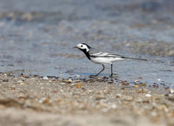 Bachstelze Motacilla Alba Wandert Ufer Der Mündung Entlang Nahaufnahme Foto — Stockfoto