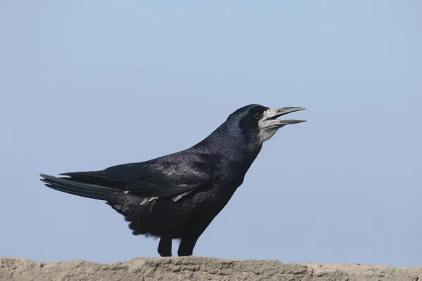 Rook Corvus Frugilegus Breeding Plumage Sitting Concrete Wall Unusual Pose — Stock Photo, Image