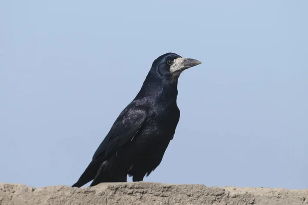 Der Saatkrähen Corvus Frugilegus Brutgefieder Sitzt Ungewöhnlicher Pose Auf Einer — Stockfoto