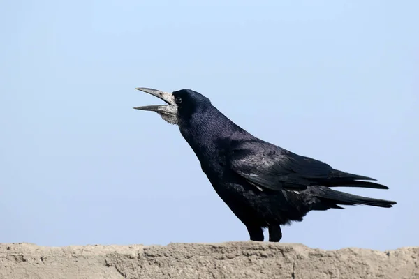 Bir Üreme Tüyleri Içinde Kale Corvus Frugilegus Alışılmadık Bir Poz — Stok fotoğraf