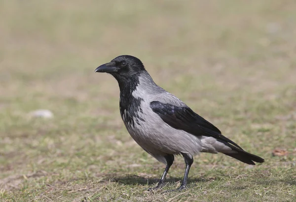 Kapüşonlu karga (Corvus cornix) olağandışı yakın portre yere oturur