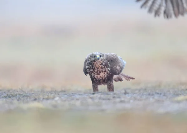 Vanlig Buzzard Sitter Jord Och Tittar Rival Som Flyger Upp — Stockfoto