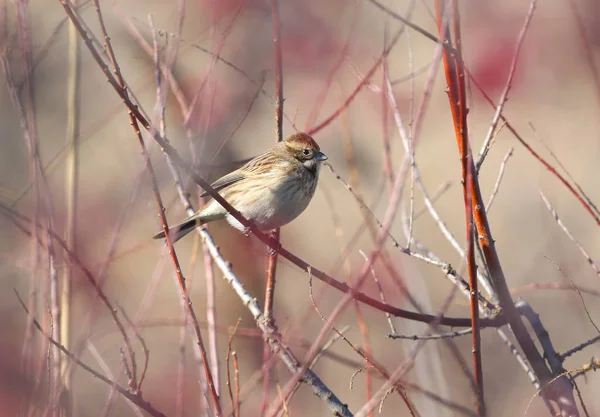 Portrait Inhabituel Bruant Commun Emberiza Schoeniclus Rouge — Photo