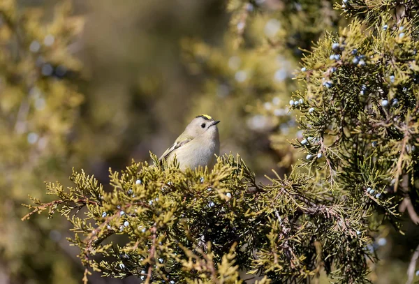 Divertente Foto Cresta Oro Regulus Regulus Siede Sui Rami Ginepro — Foto Stock