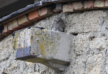 Bir civciv küçük baykuş evin duvarına karşı beton kiriş üzerinde oturur ve fotoğrafçı bakar