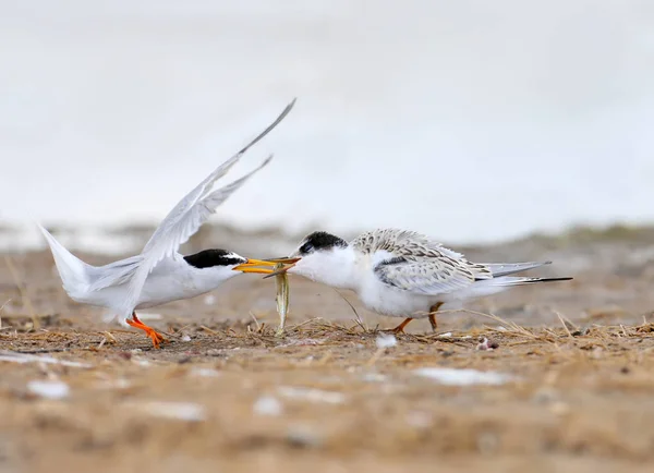 Yetişkin küçük sum (Sternula albifrons) balık ile civciv besler