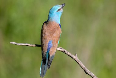 Avrupa roller bulanık yeşil arka planda bir şube üzerinde oturur ve çiftleşme sezonunda şarkı söylüyor. Yakın çekim ve olağandışı foreshortening fotoğraf