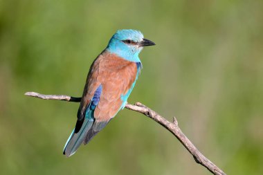 Bulanık yeşil arka planda bir şube üzerinde oturan bir Avrupa silindiri yakın çekim fotoğrafı