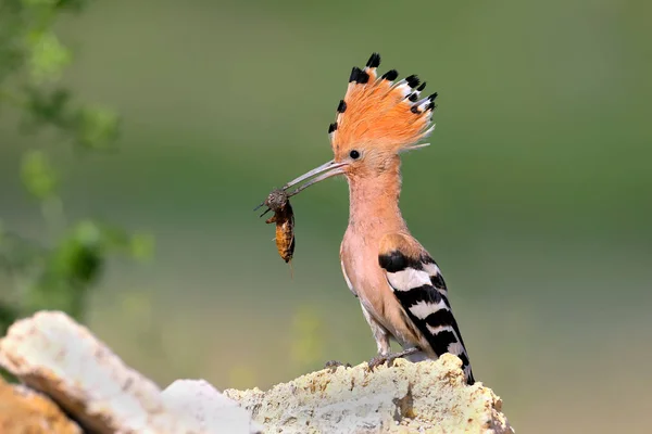 Extra Zbliżenie Szczegółowe Zdjęcie Kobiety Hoopoe Europejskim Krykieta Mole Dziób — Zdjęcie stockowe