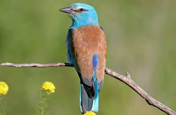 European Roller Sitter Gren Suddig Grön Bakgrund Och Sjunger Parningssäsongen — Stockfoto