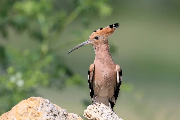 Extra Close Detailed Photo Hoopoe Sits Stone Blurred Background — Stock Photo, Image