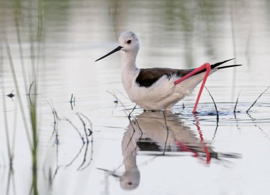 Kadın siyah kanatlı Uzunbacak su yansıma ile pembe sabah ışığında suda yürür