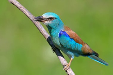 Bir Avrupa rulo güzel yeşil bulanık arka plan karşı bir şube üzerinde oturur. Olağandışı yakın yukarı ve detaylı fotoğraf
