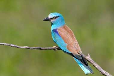 Yakın çekim fotoğraf Avrupa rulo bulanık yeşil arka zemin üzerinde bir şube oturur