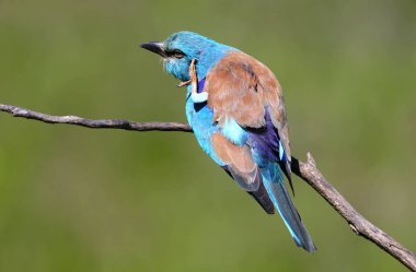 Yakın çekim fotoğraf Avrupa rulo bulanık yeşil arka zemin üzerinde bir şube oturur