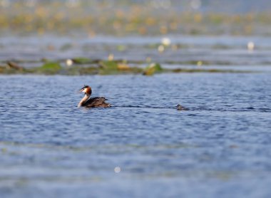 Anne sonra mavi suda büyük bir batağan yüzen bir piliç