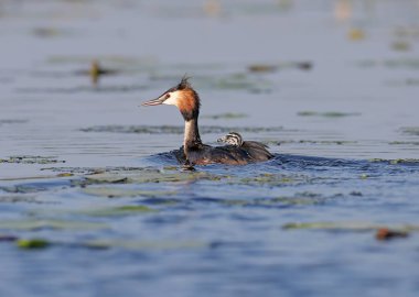 Kadın büyük batağan gölün üzerinde arkada bir civciv ile yüzen