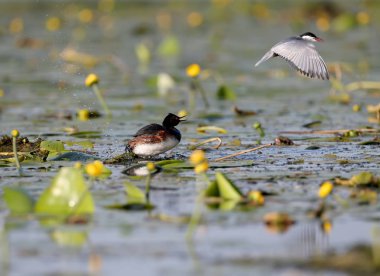 Bıyık soy, yuvada siyah yakalı bir batağan havaya saldırıyor. Unteresting ve olağandışı an