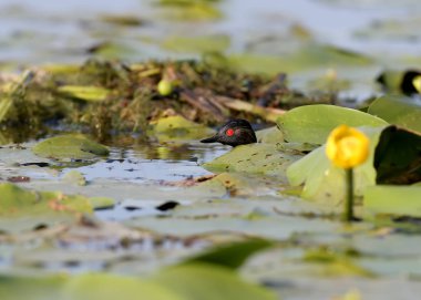 Siyah boynunda batağan gizler Sumrular saldıran lilyum yaprakları altında