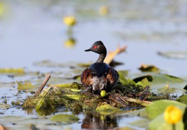 Dişi siyah boyunlu batağan, su bitkilerin bir yuvasında oturur. Yakın çekim ve detaylı fotoğraf