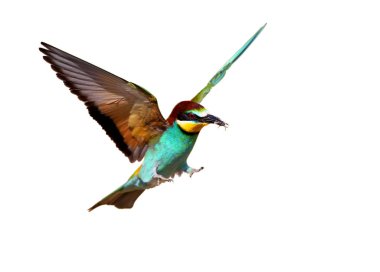 european bee eater landing on the branch isolated on white background clipart