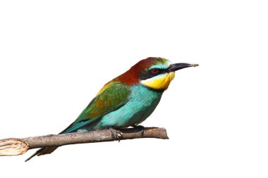 Beyaz arka planda izole şube Avrupa arı yiyen iniş